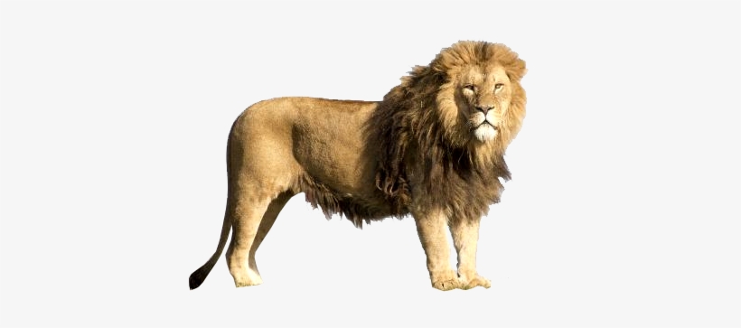 Detail Lion Transparent Png Nomer 8