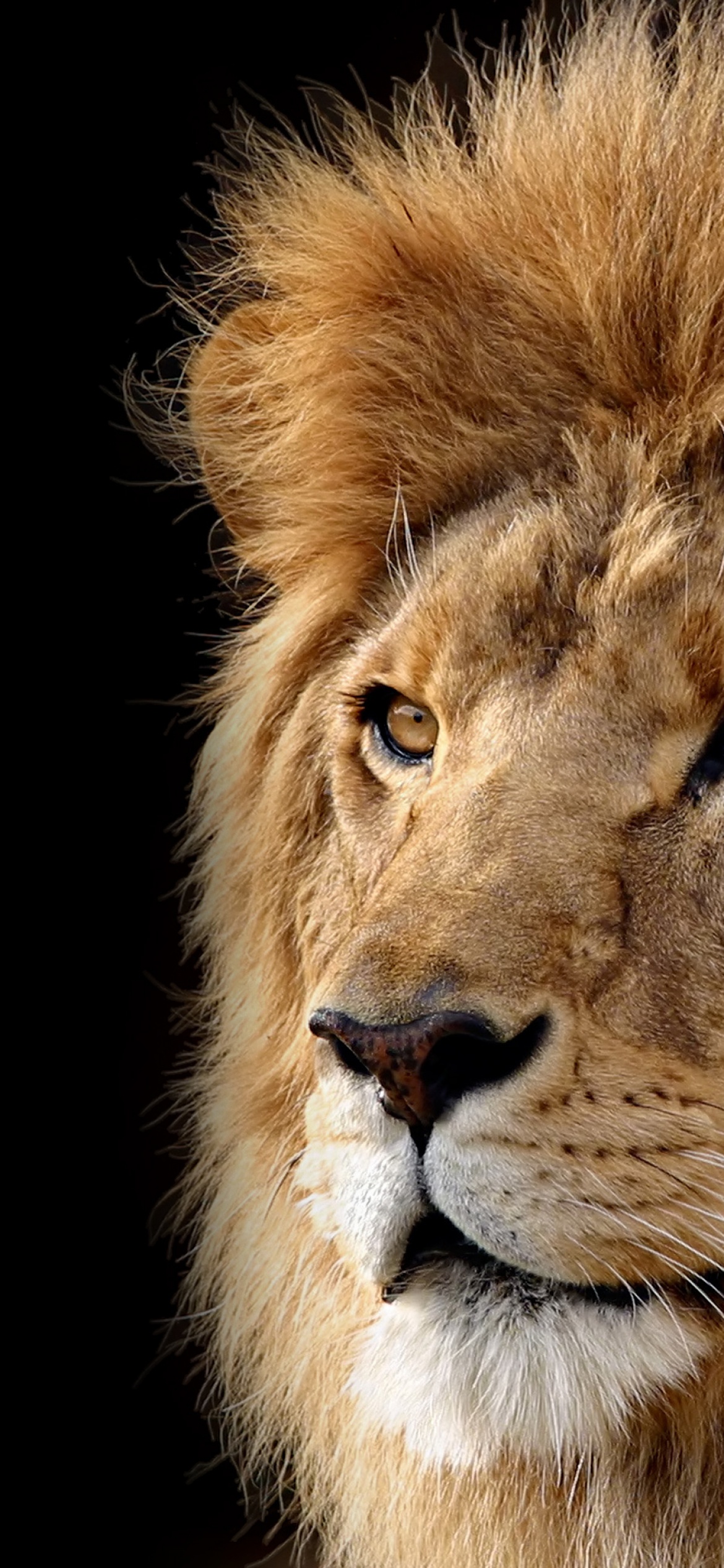 Detail Lion Wallpaper 4k Nomer 43