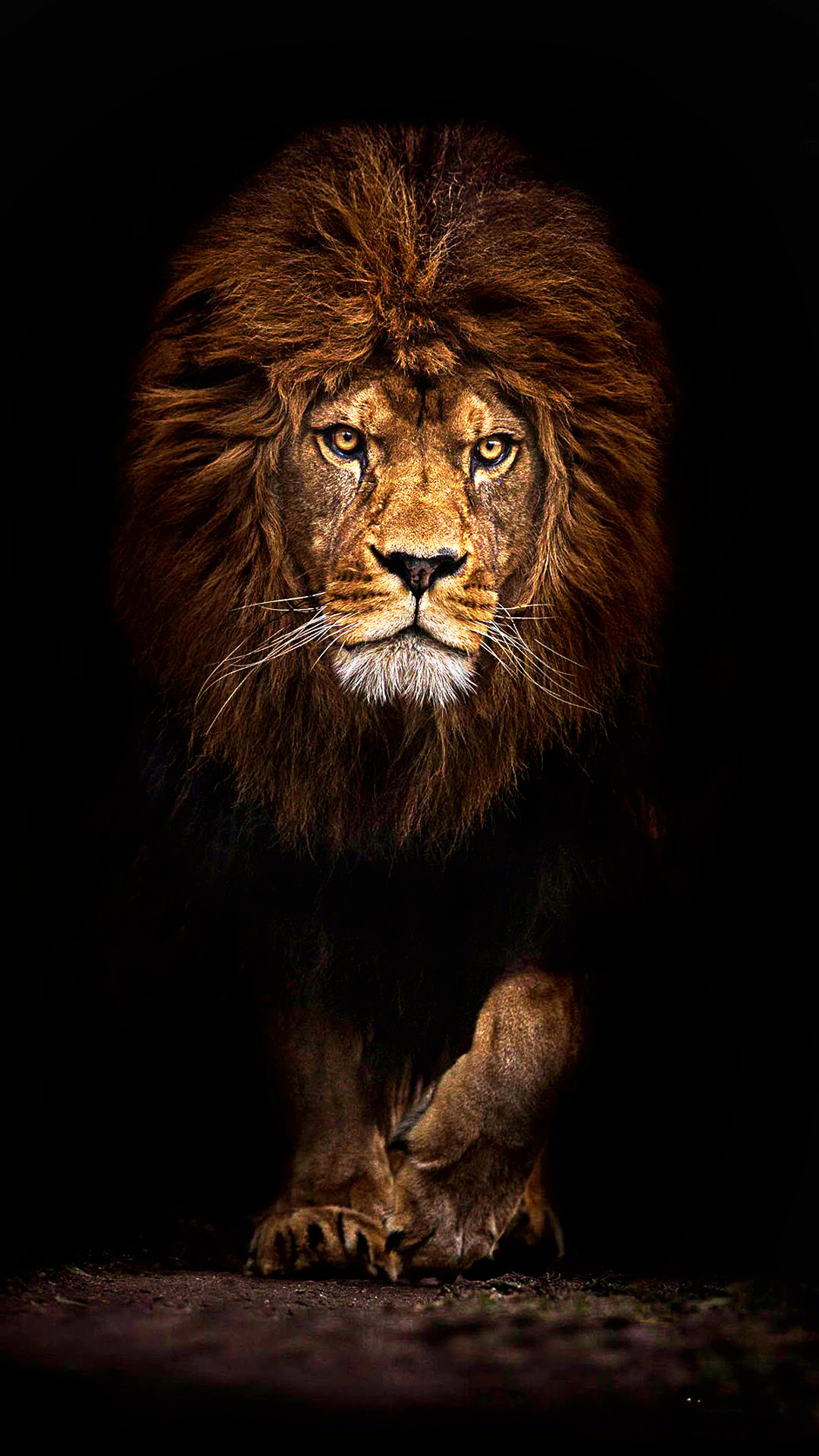 Detail Lion Wallpaper 4k Nomer 6