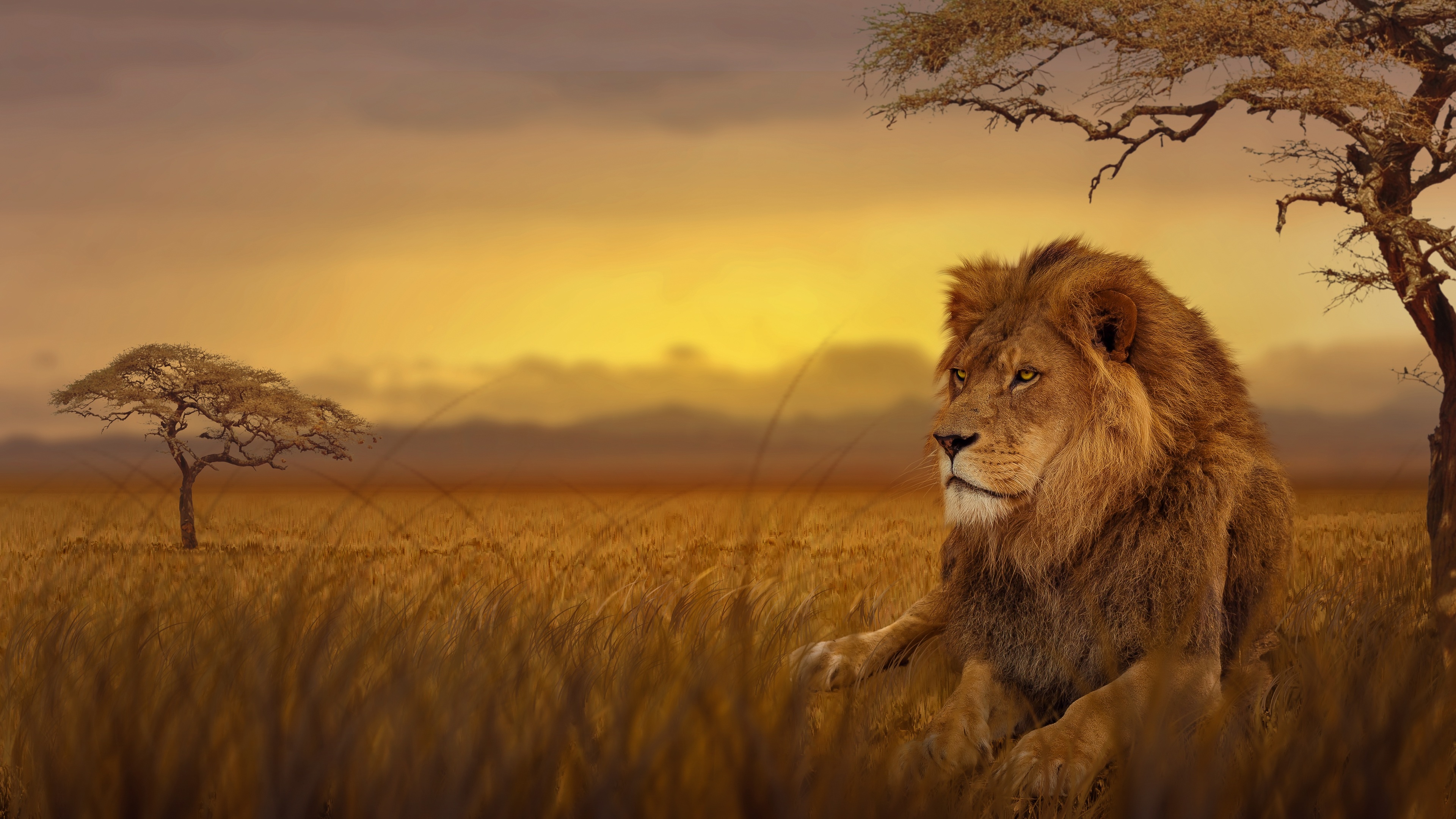 Detail Lion Wallpaper 4k Nomer 50