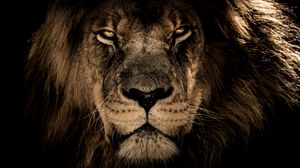 Download Lion Wallpaper High Resolution Nomer 26