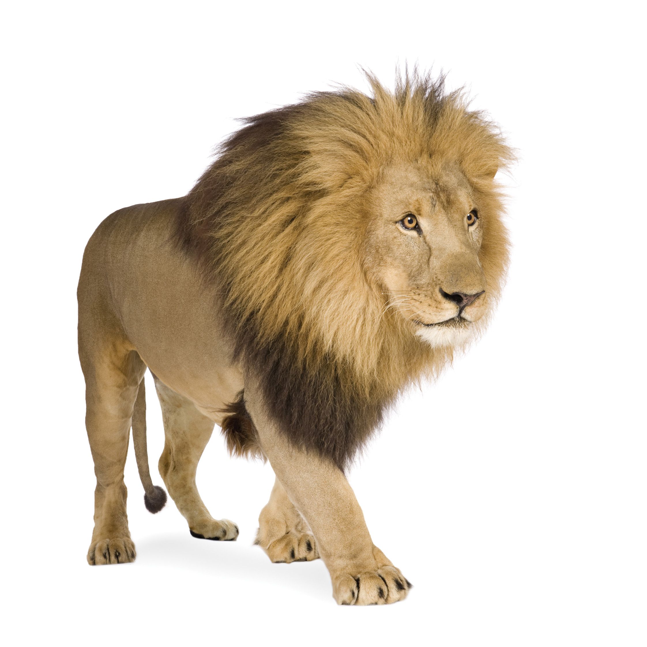 Download Lion White Background Nomer 4