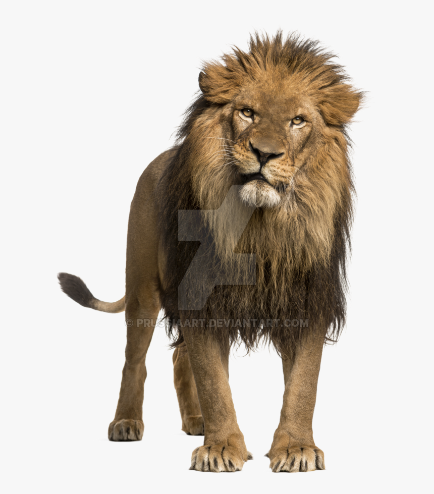 Detail Lion White Background Nomer 31