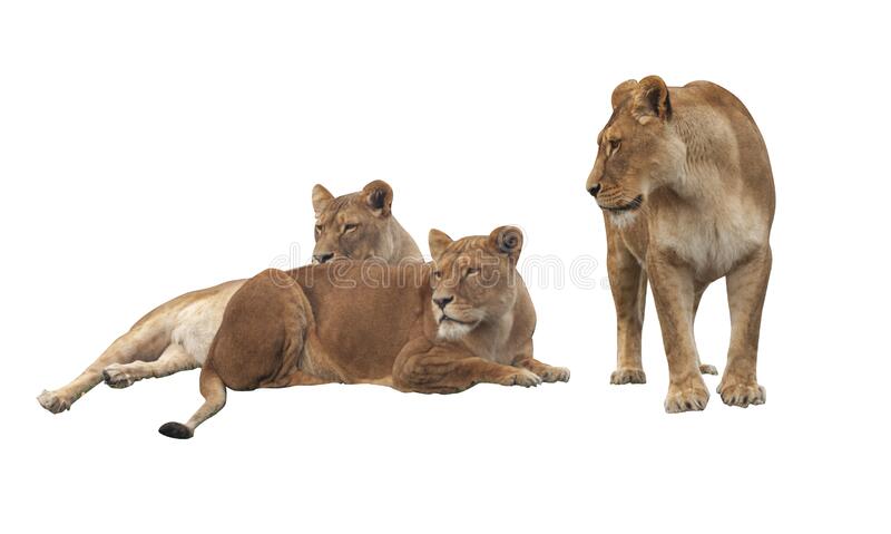 Download Lion White Background Nomer 35