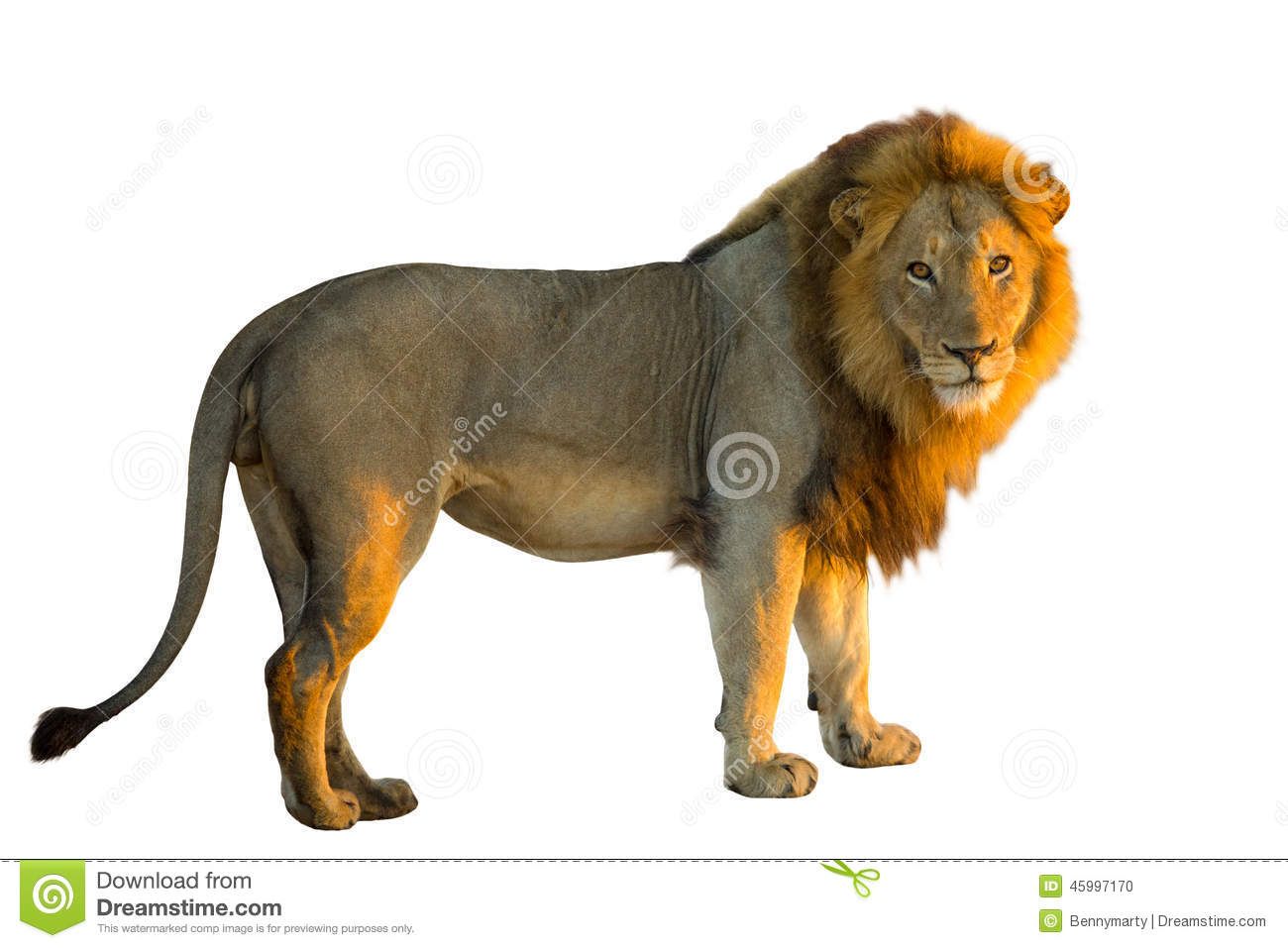 Detail Lions Pictures Free Nomer 35