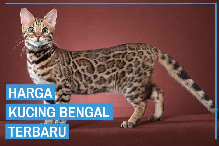 Detail Motif Kucing Bengal Nomer 6