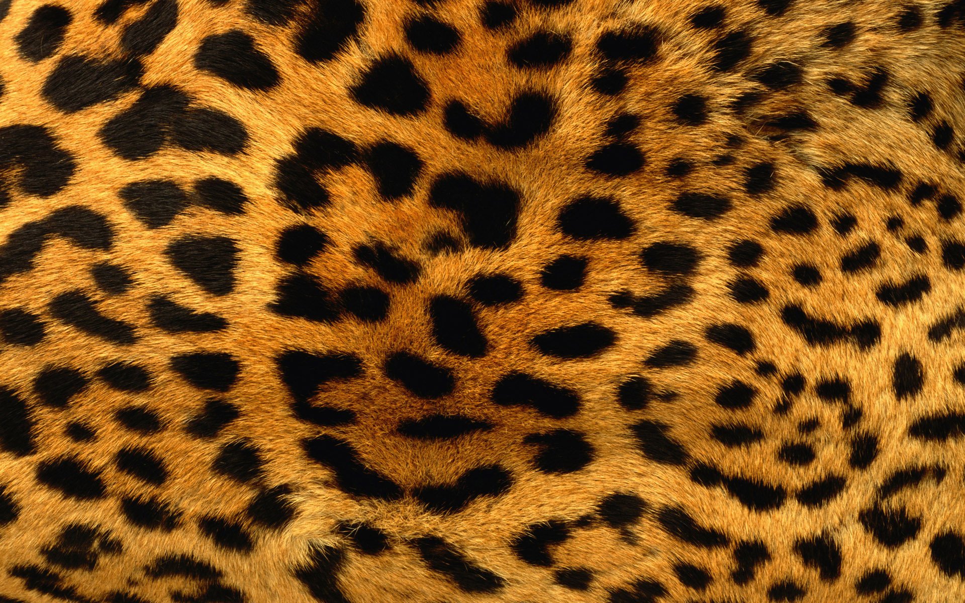 Detail Motif Leopard Wallpaper Nomer 16