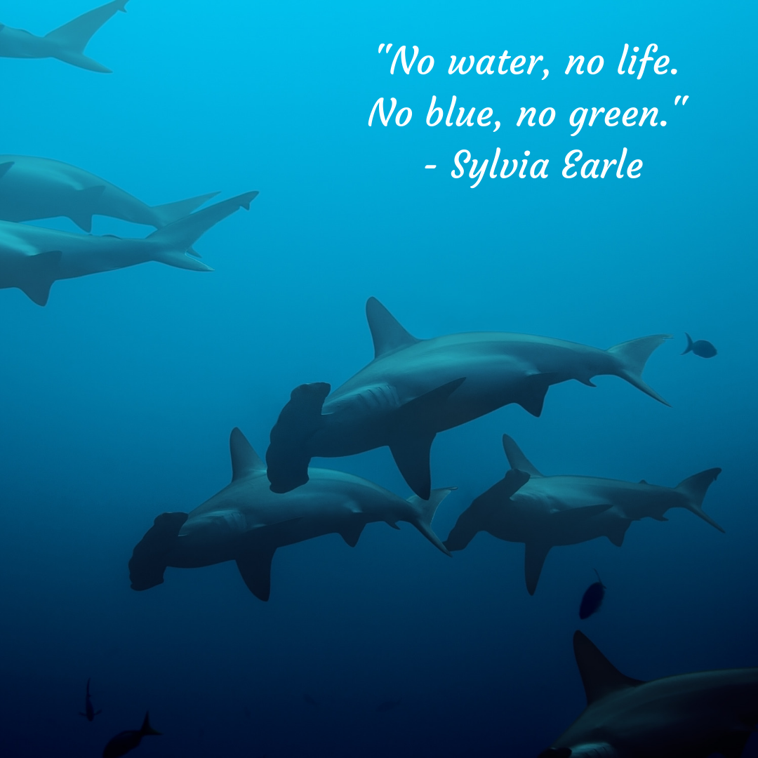 Detail Motivational Quotes Ocean Nomer 22