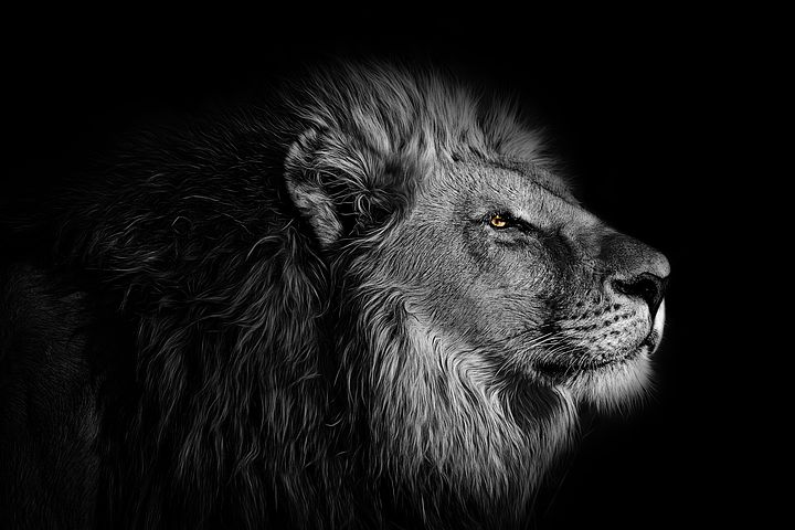 Detail Lions Wallpaper Free Nomer 32