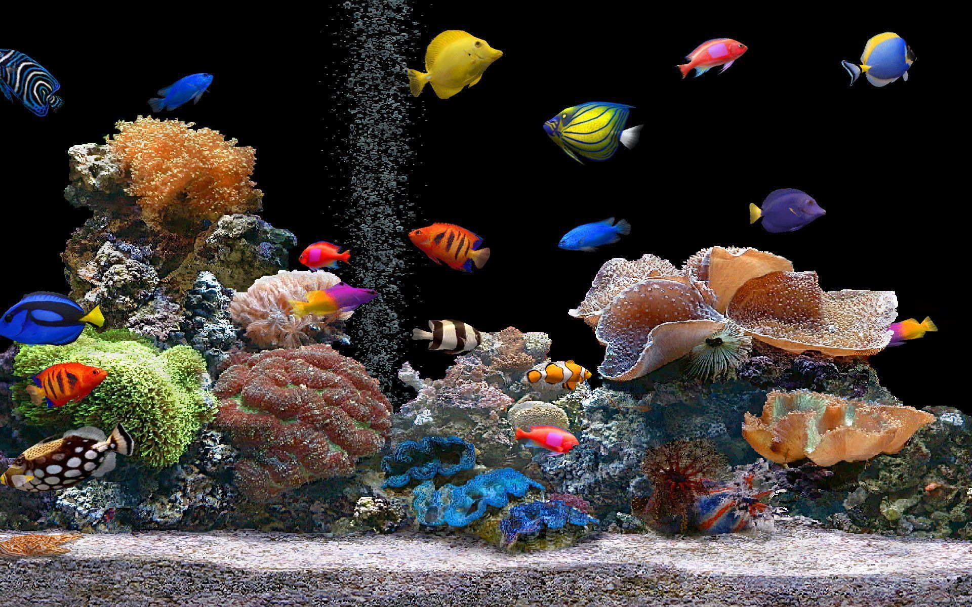 Detail Live Fish Aquarium Wallpaper Nomer 6