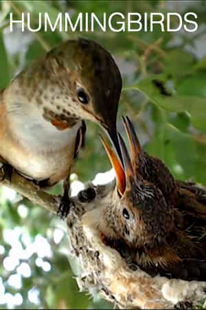 Detail Live Hummingbird Nest Cam Nomer 2