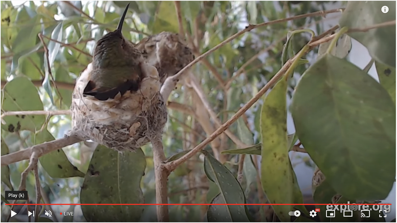 Detail Live Hummingbird Nest Cam Nomer 10
