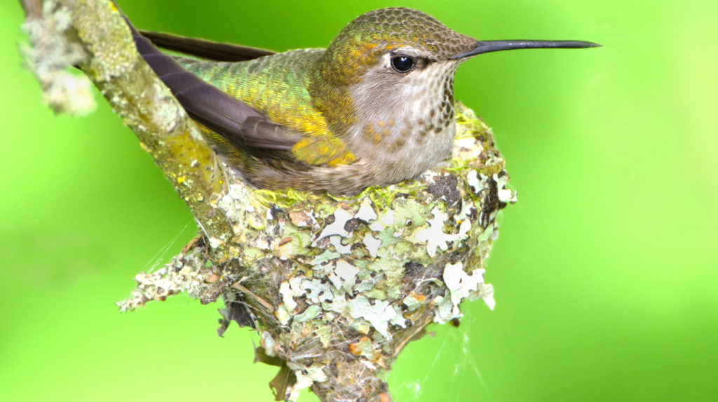 Detail Live Hummingbird Nest Cam Nomer 11
