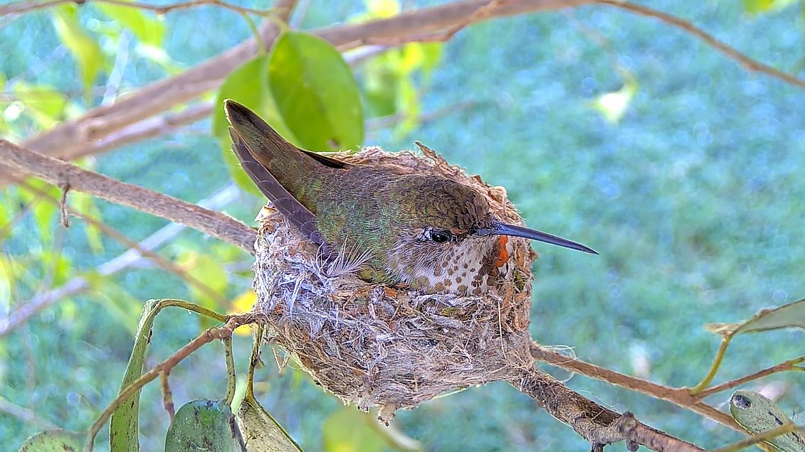 Detail Live Hummingbird Nest Cam Nomer 12