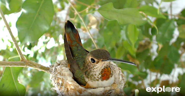 Detail Live Hummingbird Nest Cam Nomer 15