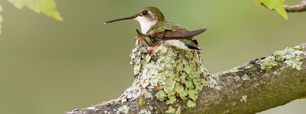 Detail Live Hummingbird Nest Cam Nomer 16