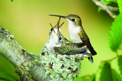 Detail Live Hummingbird Nest Cam Nomer 17