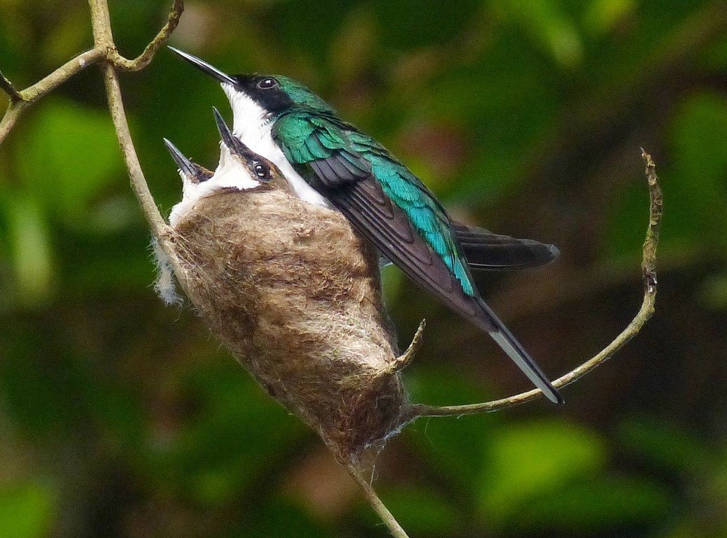 Detail Live Hummingbird Nest Cam Nomer 19