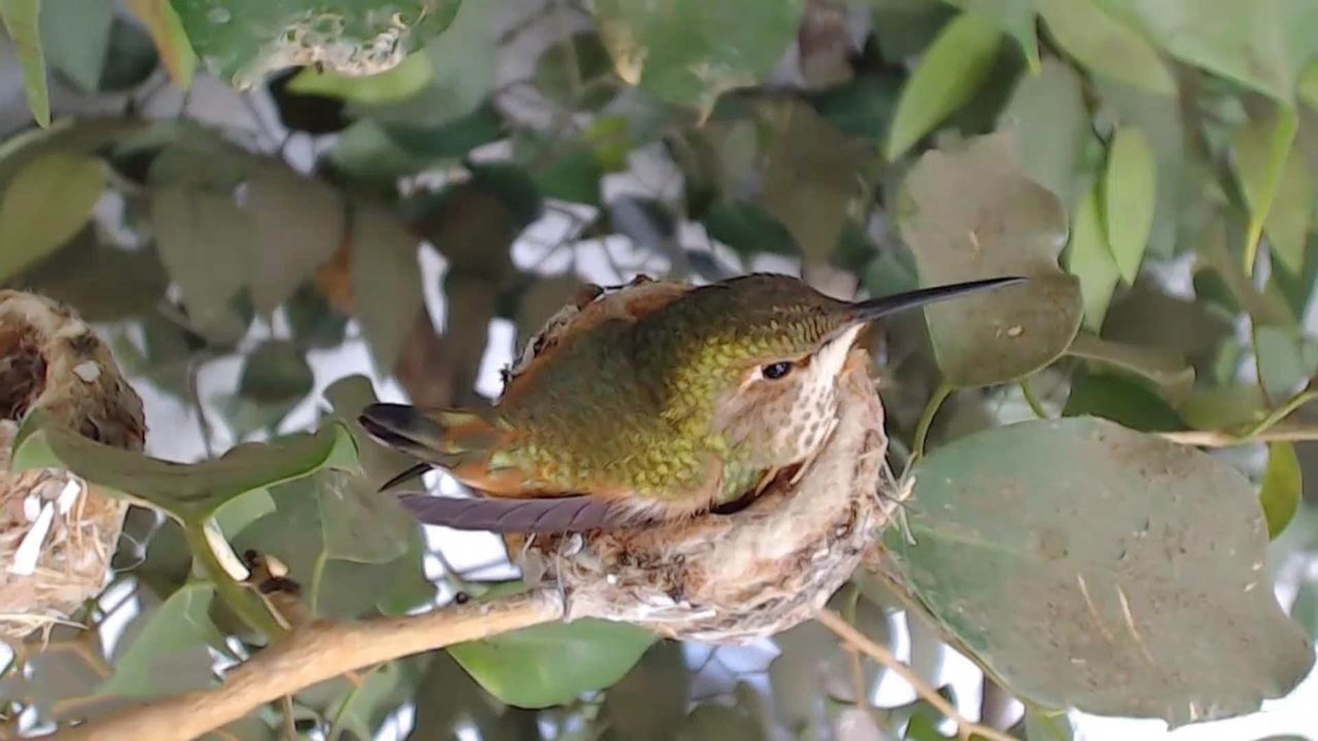 Detail Live Hummingbird Nest Cam Nomer 3