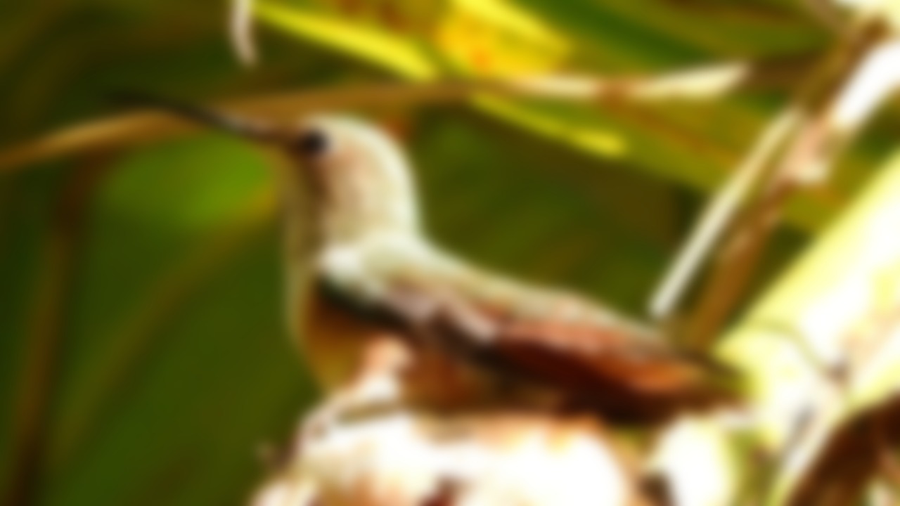 Detail Live Hummingbird Nest Cam Nomer 20