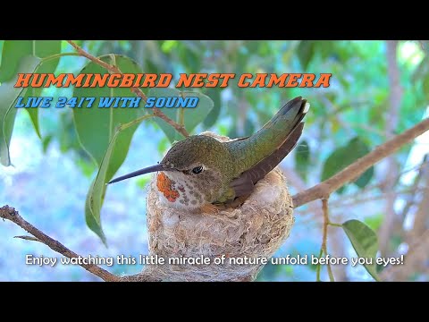 Detail Live Hummingbird Nest Cam Nomer 22