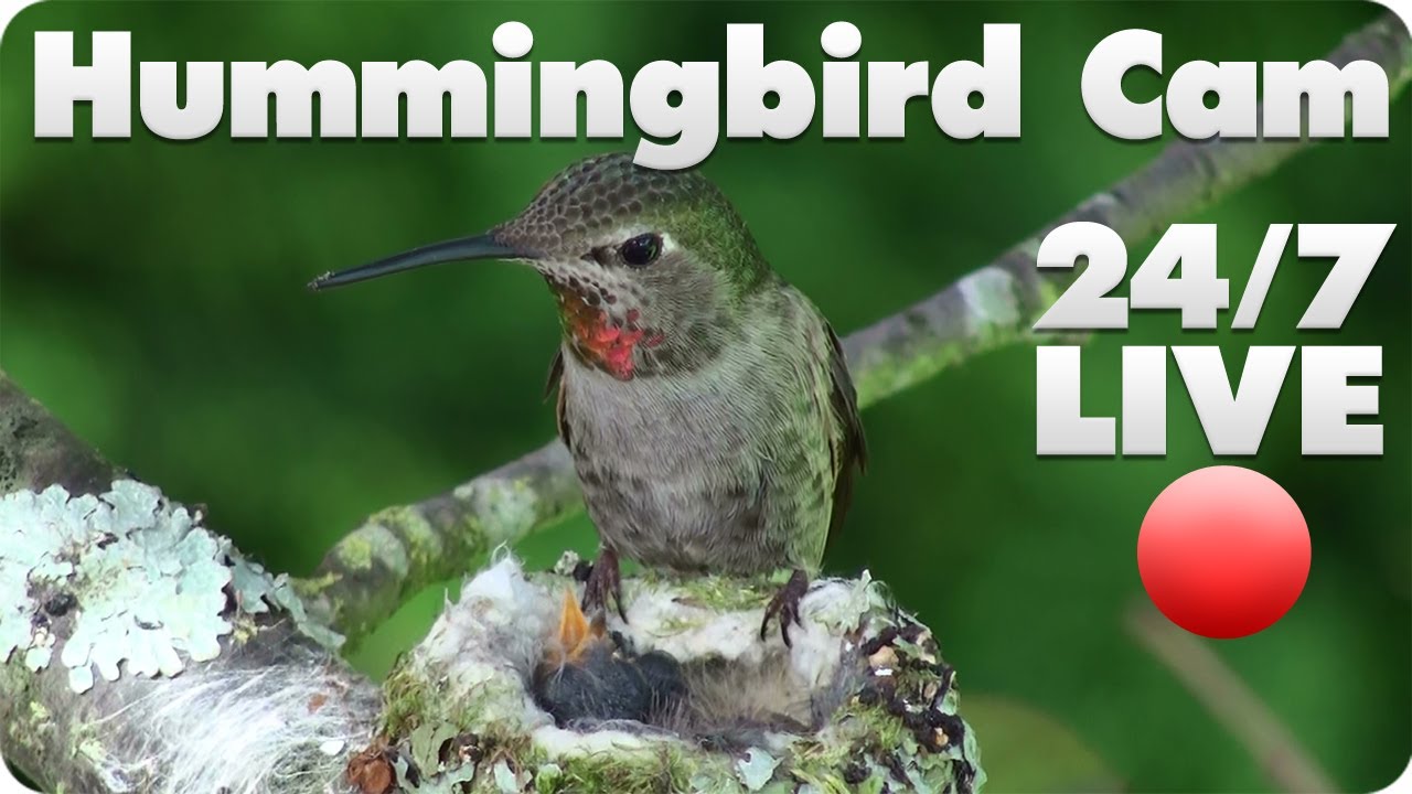 Detail Live Hummingbird Nest Cam Nomer 23