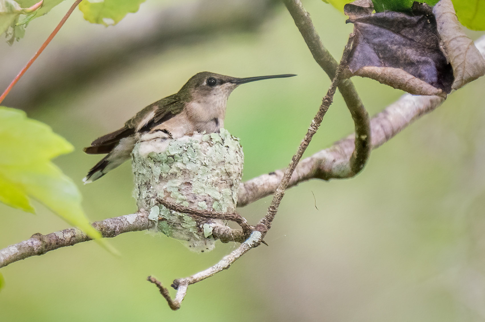 Detail Live Hummingbird Nest Cam Nomer 24