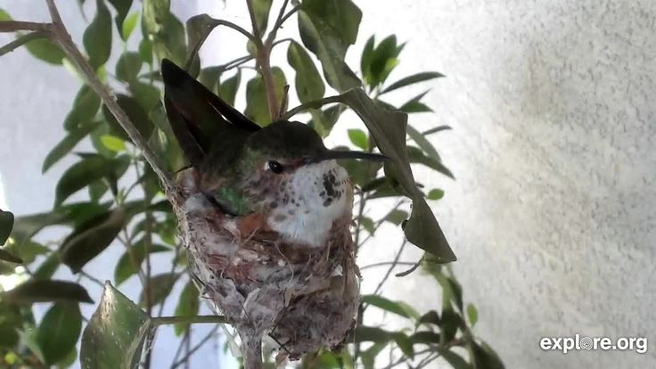 Detail Live Hummingbird Nest Cam Nomer 25