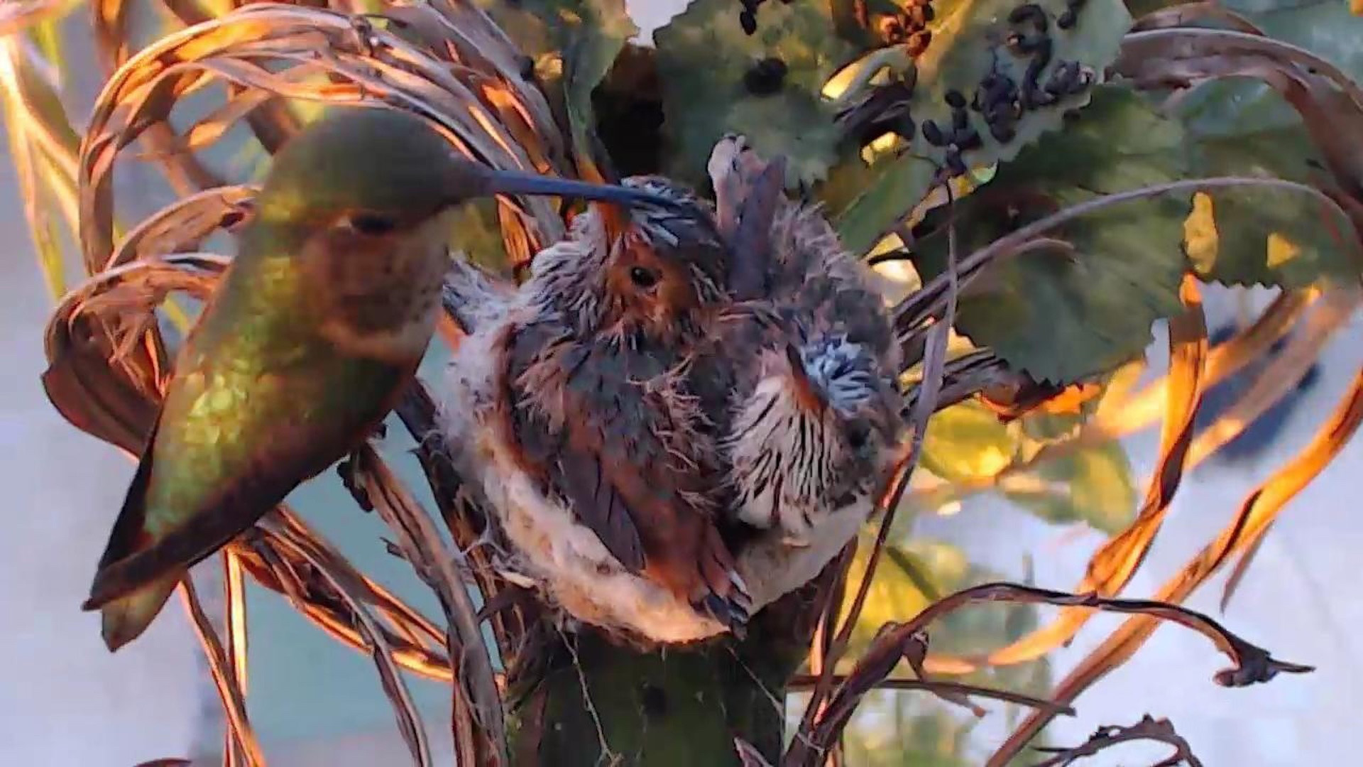 Detail Live Hummingbird Nest Cam Nomer 4