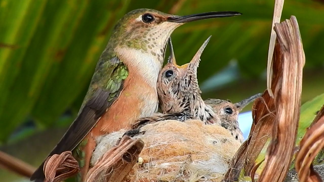 Detail Live Hummingbird Nest Cam Nomer 29