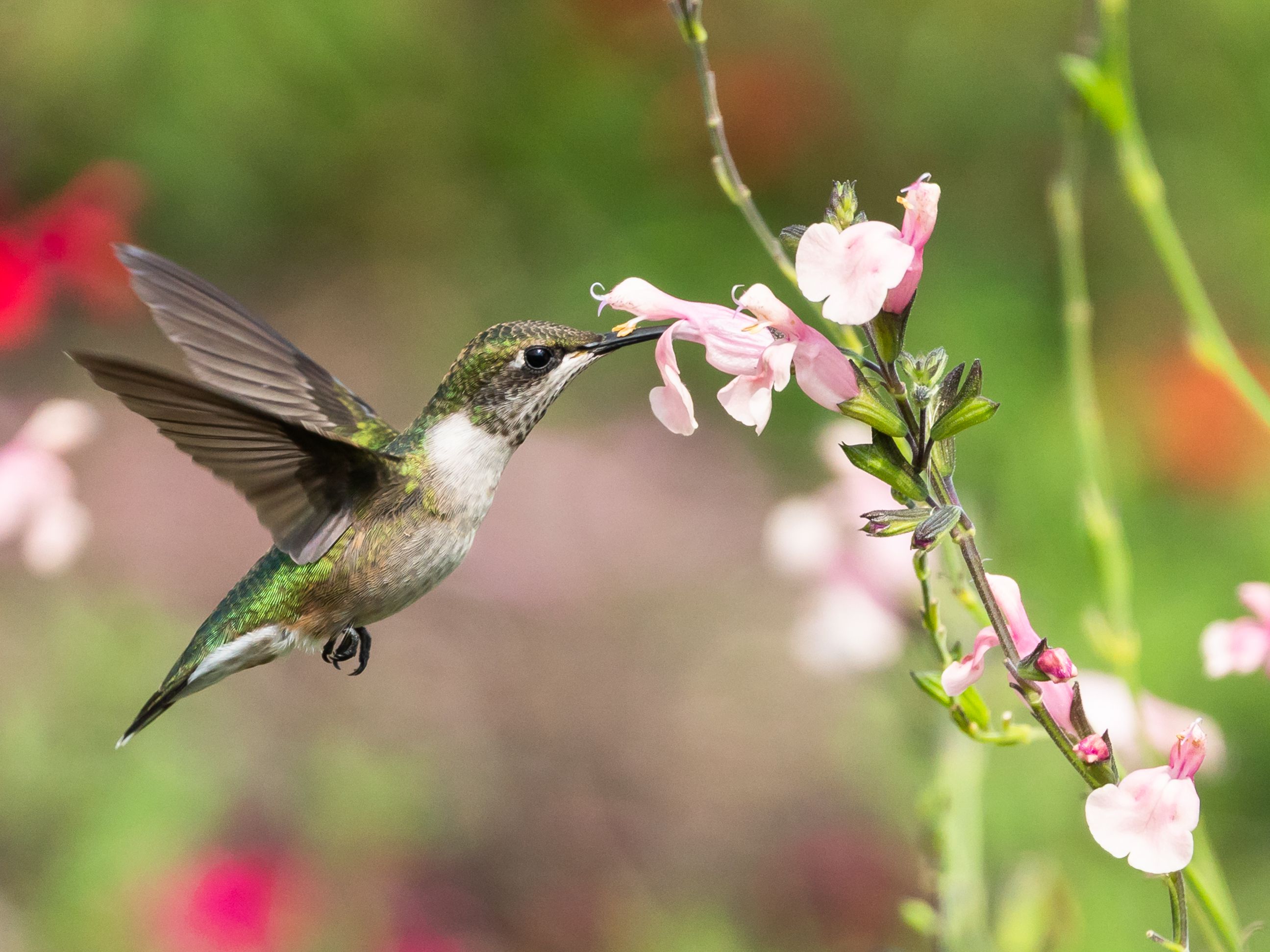 Detail Live Hummingbird Nest Cam Nomer 30