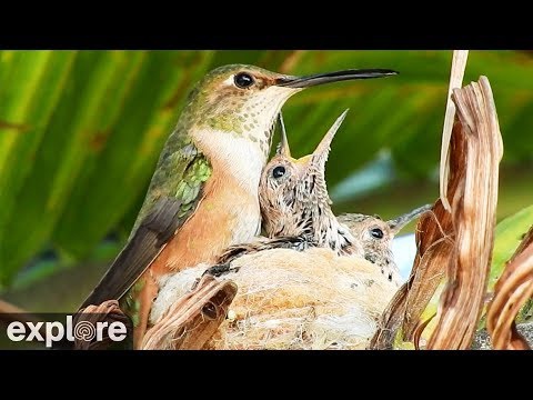 Detail Live Hummingbird Nest Cam Nomer 31