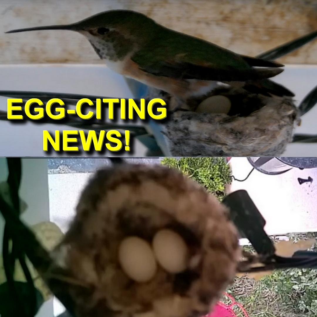 Download Live Hummingbird Nest Cam Nomer 32