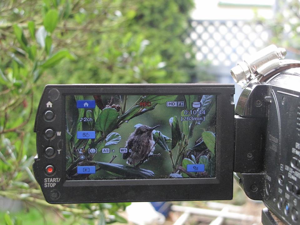 Detail Live Hummingbird Nest Cam Nomer 33