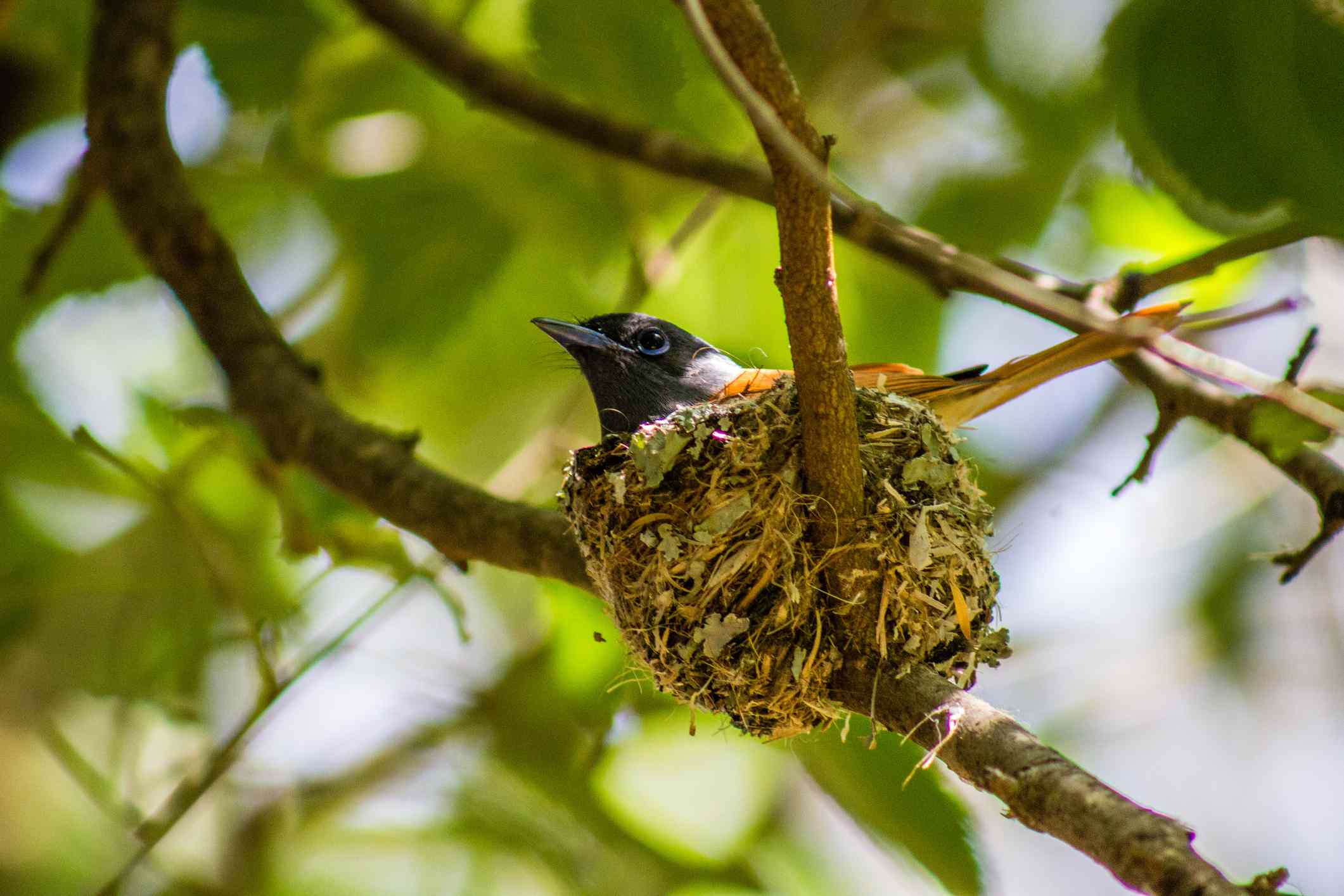 Detail Live Hummingbird Nest Cam Nomer 34