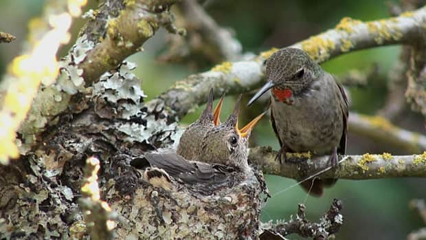 Detail Live Hummingbird Nest Cam Nomer 35