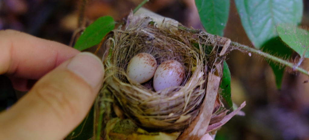 Detail Live Hummingbird Nest Cam Nomer 36