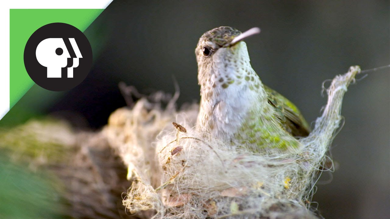 Detail Live Hummingbird Nest Cam Nomer 37