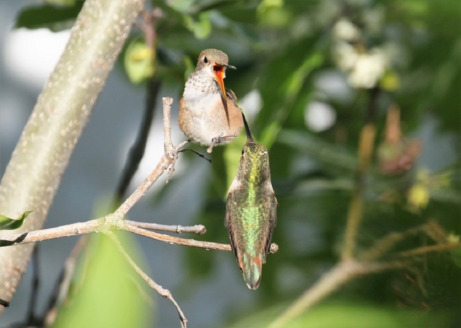 Detail Live Hummingbird Nest Cam Nomer 5