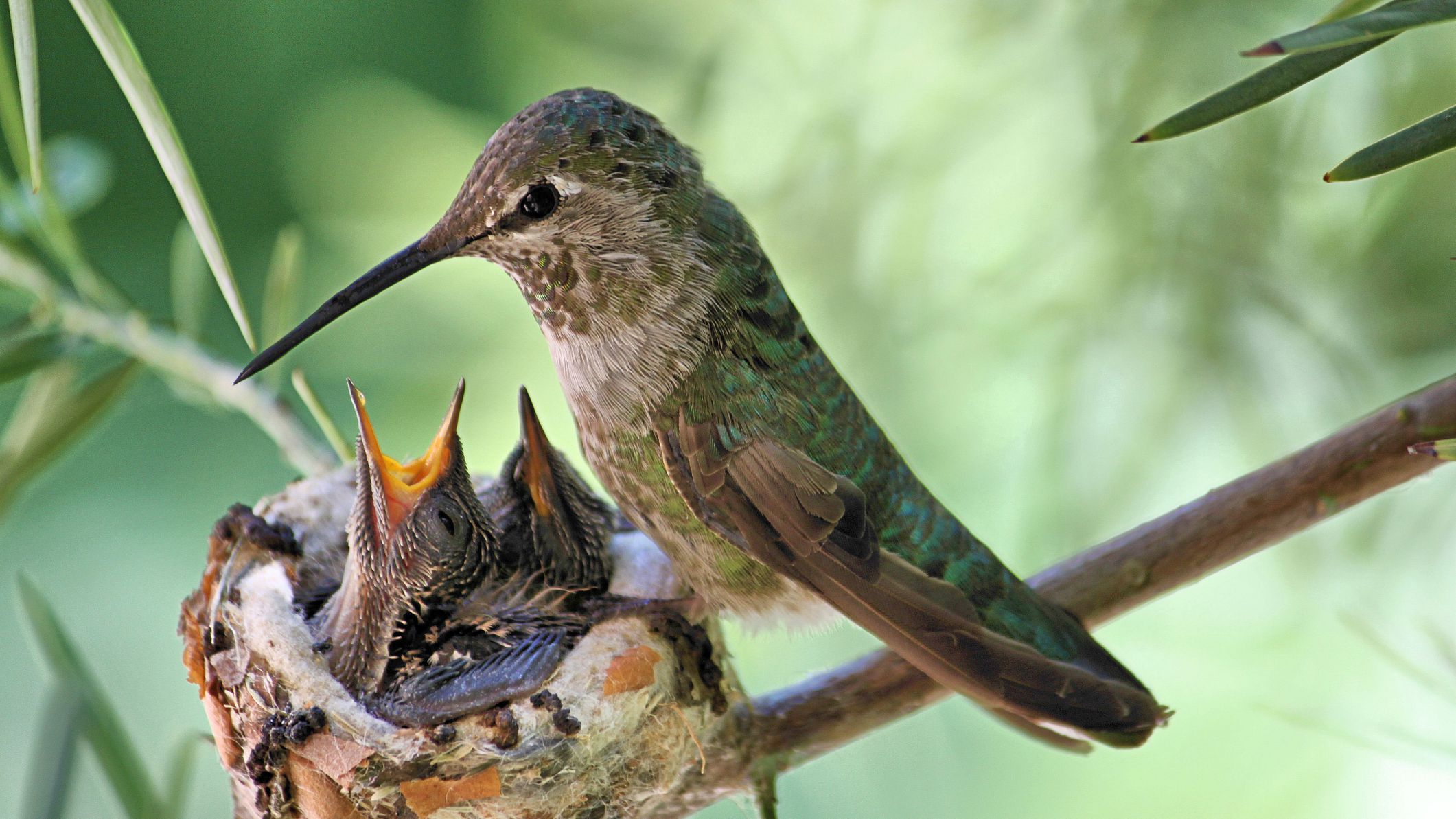 Detail Live Hummingbird Nest Cam Nomer 38