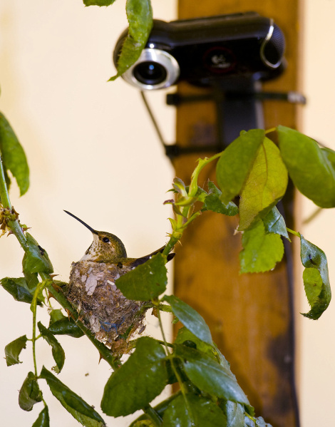 Detail Live Hummingbird Nest Cam Nomer 39