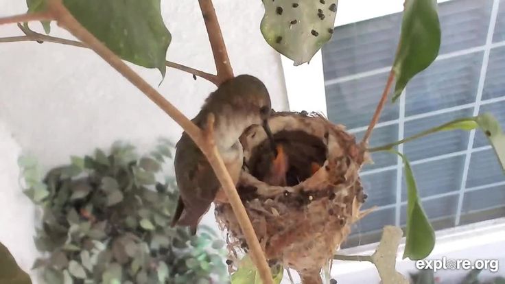 Detail Live Hummingbird Nest Cam Nomer 41