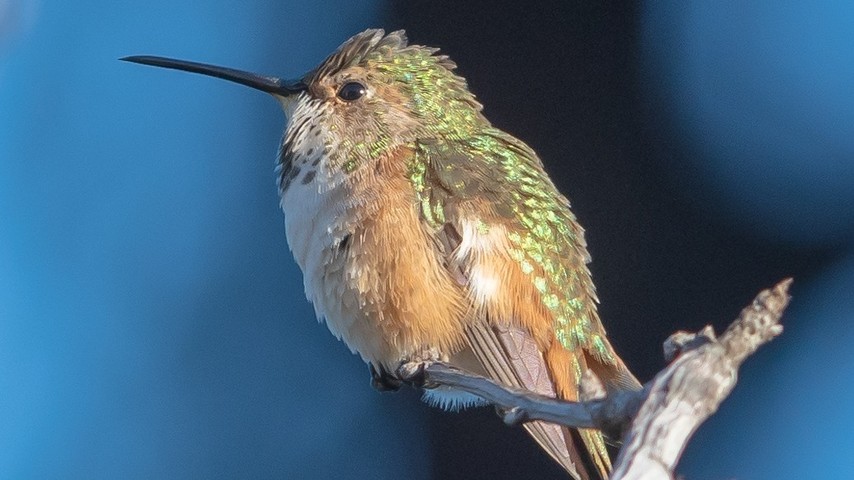 Detail Live Hummingbird Nest Cam Nomer 6