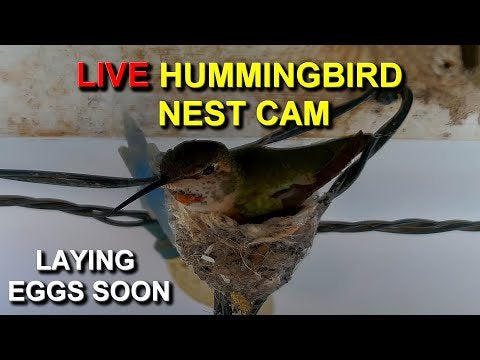 Detail Live Hummingbird Nest Cam Nomer 52