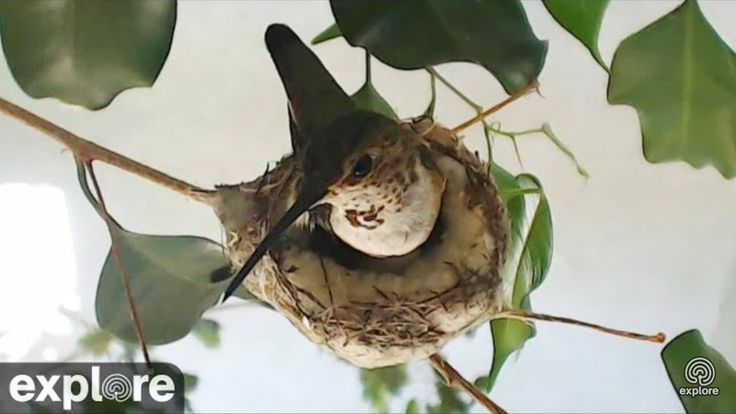 Detail Live Hummingbird Nest Cam Nomer 54