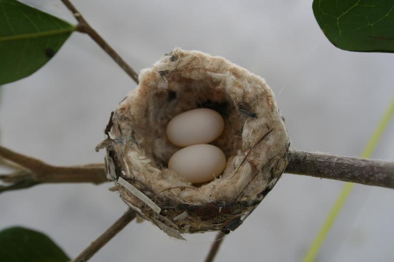 Detail Live Hummingbird Nest Cam Nomer 55