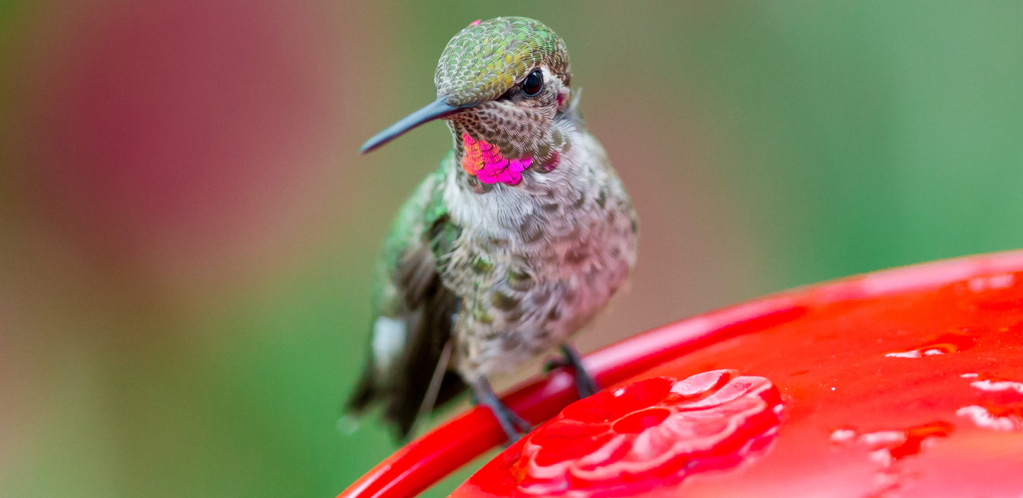 Detail Live Hummingbird Nest Cam Nomer 9