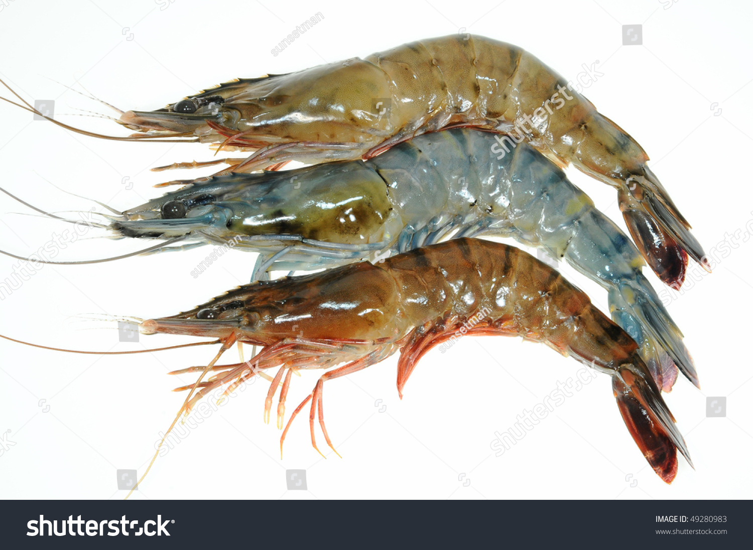 Detail Live Shrimp Pictures Nomer 51