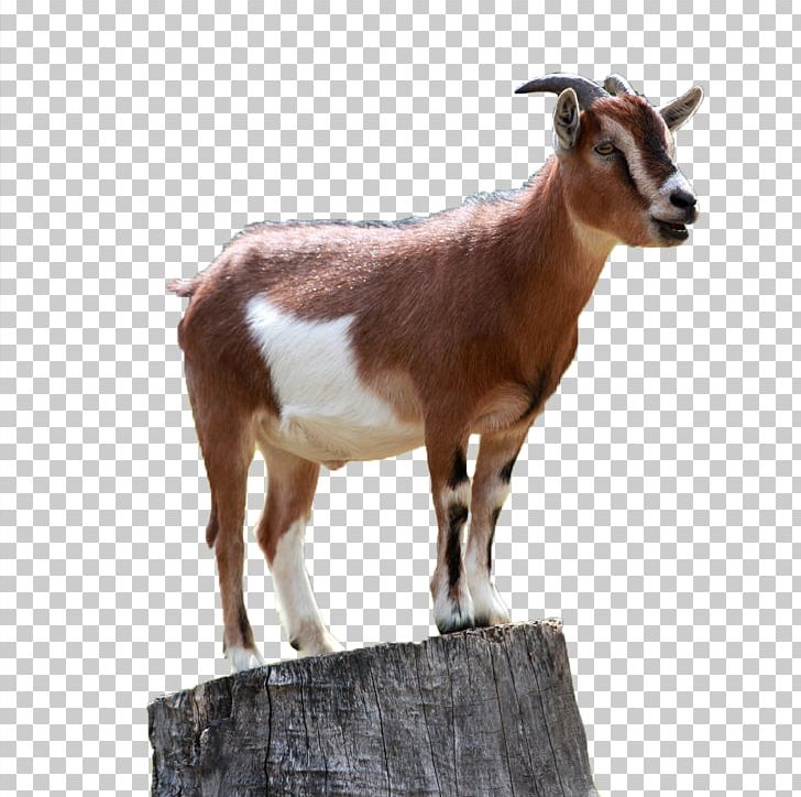 Detail Mountain Goat Clipart Nomer 48