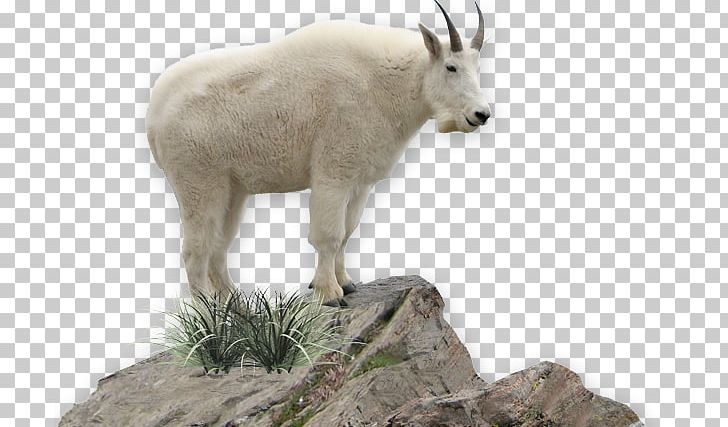 Detail Mountain Goat Clipart Nomer 50